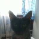 Подробнее об объявлении «Москва Найдена кошка район дегунино» Фото: найдена кошка  «Москва Найдена кошка район дегунино» в г. Москва