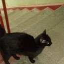 Подробнее об объявлении «Москва Найдена кошка» Фото: найдена кошка  «Москва Найдена кошка» в г. Москва