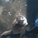 Подробнее об объявлении «Найден кот Березовский (Свердловская обл.)» Фото: найдена кошка  «Найден кот Березовский (Свердловская обл.)» в г. Березовский (Свердловская обл.)