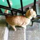 Подробнее об объявлении «Санкт-Петербург Найдена кошка» Фото: найдена кошка  «Санкт-Петербург Найдена кошка» в г. Санкт-Петербург