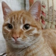 Подробнее об объявлении «Найден кот Аксай (Ростовская обл.)» Фото: найдена кошка  «Найден кот Аксай (Ростовская обл.)» в г. Аксай (Ростовская обл.)