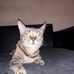 Подробнее об объявлении «Москва Найдена кошка очень похожа на бенгальскую» Фото: найдена кошка Бенгальская «Москва Найдена кошка очень похожа на бенгальскую» в г. Москва