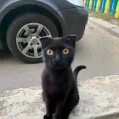Подробнее об объявлении «Ставрополь Найдена кошка» Фото: найдена кошка  «Ставрополь Найдена кошка» в г. Ставрополь