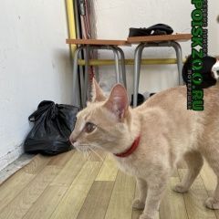 Подробнее об объявлении «Ульяновск Найден кот рыжий кот» Фото: найдена кошка  «Ульяновск Найден кот рыжий кот» в г. Ульяновск