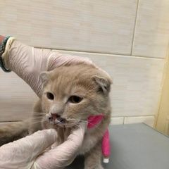 Подробнее об объявлении «Найден кот бежевый кот, метис шотландец. Балашиха» Фото: найдена кошка  «Найден кот бежевый кот, метис шотландец. Балашиха» в г. Балашиха