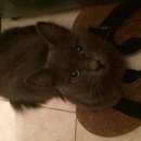 Подробнее об объявлении «Москва Найдена кошка солнцево зао» Фото: найдена кошка  «Москва Найдена кошка солнцево зао» в г. Москва