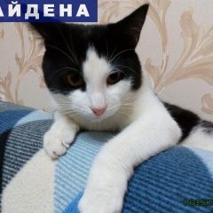Подробнее об объявлении «Найден кот Тула» Фото: найдена кошка  «Найден кот Тула» в г. Тула