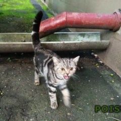 Подробнее об объявлении «Москва Найдена кошка потеряшка» Фото: найдена кошка  «Москва Найдена кошка потеряшка» в г. Москва