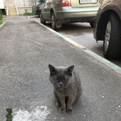 Подробнее об объявлении «Москва Найдена кошка некрасовка» Фото: найдена кошка Британская короткошерстная «Москва Найдена кошка некрасовка» в г. Москва