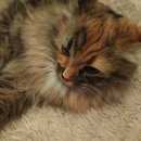 Подробнее об объявлении «Химки Найдена кошка пушистая трехцветная кошка с ошейником» Фото: найдена кошка  «Химки Найдена кошка пушистая трехцветная кошка...» в г. Химки