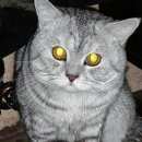 Подробнее об объявлении «Москва Найден кот» Фото: найдена кошка  «Москва Найден кот» в г. Москва