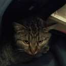 Подробнее об объявлении «Москва Найден кот» Фото: найдена кошка  «Москва Найден кот» в г. Москва