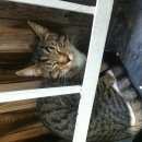 Подробнее об объявлении «Москва Найден кот» Фото: найдена кошка  «Москва Найден кот» в г. Москва