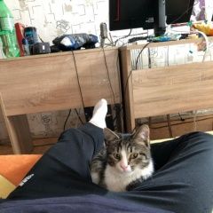 Подробнее об объявлении «Найден кот Королев» Фото: найдена кошка  «Найден кот Королев» в г. Королев
