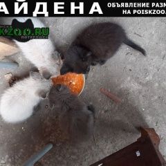 Подробнее об объявлении «Омск Найдена кошка котят подкинули» Фото: найдена кошка  «Омск Найдена кошка котят подкинули» в г. Омск