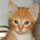 Подробнее об объявлении «Липецк Найдена кошка рыжий котенок» Фото: найдена кошка  «Липецк Найдена кошка рыжий котенок» в г. Липецк