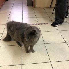 Подробнее об объявлении «Санкт-Петербург Найдена кошка приморский район спб, на мебельной улице» Фото: найдена кошка  «Санкт-Петербург Найдена кошка приморский район...» в г. Санкт-Петербург