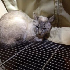 Подробнее об объявлении «Одинцово Найдена кошка чья тайская кошка?» Фото: найдена кошка  «Одинцово Найдена кошка чья тайская кошка?» в г. Одинцово