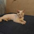 Подробнее об объявлении «Москва Найден кот» Фото: найдена кошка  «Москва Найден кот» в г. Москва