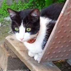 Подробнее об объявлении «Найдена кошка молодая кошечка Санкт-Петербург» Фото: найдена кошка  «Найдена кошка молодая кошечка Санкт-Петербург» в г. Санкт-Петербург