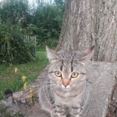 Подробнее об объявлении «Найдена кошка Гороховец» Фото: найдена кошка  «Найдена кошка Гороховец» в г. Гороховец