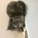 Подробнее об объявлении «Найдена кошка хозяева отзовитесь Троицк» Фото: найдена кошка  «Найдена кошка хозяева отзовитесь Троицк» в г. Троицк