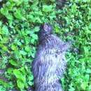 Подробнее об объявлении «Москва Найдена кошка ребята, мне очень жаль. серая кошка.» Фото: найдена кошка  «Москва Найдена кошка ребята, мне очень жаль....» в г. Москва