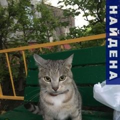Подробнее об объявлении «Найден кот Реутов» Фото: найдена кошка  «Найден кот Реутов» в г. Реутов