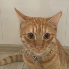 Подробнее об объявлении «Найден кот Щелково» Фото: найдена кошка  «Найден кот Щелково» в г. Щелково
