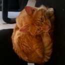 Подробнее об объявлении «Санкт-Петербург Найден кот» Фото: найдена кошка  «Санкт-Петербург Найден кот» в г. Санкт-Петербург