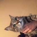 Подробнее об объявлении «Москва Найден кот серый кот м дмитровская» Фото: найдена кошка  «Москва Найден кот серый кот м дмитровская» в г. Москва