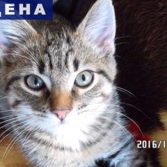 Подробнее об объявлении «Архангельск Найдена кошка молодой котёнок» Фото: найдена кошка  «Архангельск Найдена кошка молодой котёнок» в г. Архангельск