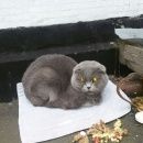 Подробнее об объявлении «Москва Найден кот шотландский вислоухий» Фото: найдена кошка Шотландская вислоухая «Москва Найден кот шотландский вислоухий» в г. Москва