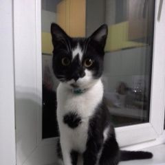 Подробнее об объявлении «Ангарск Найден кот» Фото: найдена кошка  «Ангарск Найден кот» в г. Ангарск