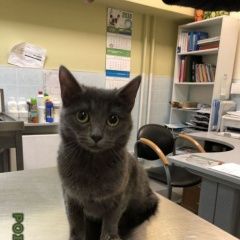 Подробнее об объявлении «Москва Найдена кошка метро пролетарская» Фото: найдена кошка  «Москва Найдена кошка метро пролетарская» в г. Москва