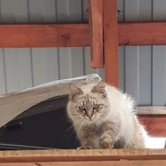 Подробнее об объявлении «Найдена кошка Сочи» Фото: найдена кошка  «Найдена кошка Сочи» в г. Сочи