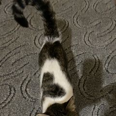 Подробнее об объявлении «Найдена кошка Комсомольск-на-Амуре» Фото: найдена кошка  «Найдена кошка Комсомольск-на-Амуре» в г. Комсомольск-на-Амуре