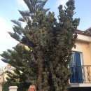 Подробнее об объявлении «Москва Найден кот возраст примерно 4 -6 месяцев» Фото: найдена кошка  «Москва Найден кот возраст примерно 4 -6 месяцев» в г. Москва