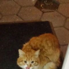 Подробнее об объявлении «Найдена кошка Троицк» Фото: найдена кошка  «Найдена кошка Троицк» в г. Троицк