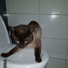 Подробнее об объявлении «Мытищи Найден кот, тайской породы.» Фото: найдена кошка Тайская «Мытищи Найден кот, тайской породы.» в г. Мытищи