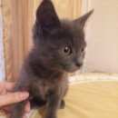 Подробнее об объявлении «Найдена кошка котенок Ейск» Фото: найдена кошка  «Найдена кошка котенок Ейск» в г. Ейск