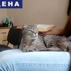 Подробнее об объявлении «Ессентуки Найден кот» Фото: найдена кошка Британская короткошерстная «Ессентуки Найден кот» в г. Ессентуки
