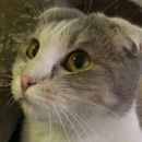 Подробнее об объявлении «Москва Найдена кошка» Фото: найдена кошка  «Москва Найдена кошка» в г. Москва