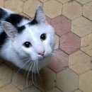 Подробнее об объявлении «Москва Найден кот» Фото: найдена кошка  «Москва Найден кот» в г. Москва