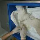 Подробнее об объявлении «Москва Найдена кошка в ясенево» Фото: найдена кошка  «Москва Найдена кошка в ясенево» в г. Москва