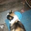 Подробнее об объявлении «Найдена кошка Березовский (Свердловская обл.)» Фото: найдена кошка  «Найдена кошка Березовский (Свердловская обл.)» в г. Березовский (Свердловская обл.)