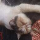 Подробнее об объявлении «Найдена кошка Реутов» Фото: найдена кошка Персидская «Найдена кошка Реутов» в г. Реутов