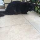 Подробнее об объявлении «Ставрополь Найден кот» Фото: найдена кошка  «Ставрополь Найден кот» в г. Ставрополь