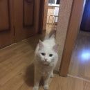 Подробнее об объявлении «Найден кот белый кот Ростов-на-Дону» Фото: найдена кошка  «Найден кот белый кот Ростов-на-Дону» в г. Ростов-на-Дону