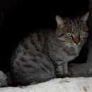 Подробнее об объявлении «Новосибирск Найден кот» Фото: найдена кошка  «Новосибирск Найден кот» в г. Новосибирск